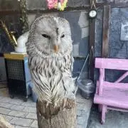 うまの画像