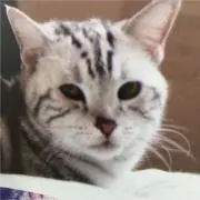 さくらレオ