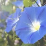 Yutの画像