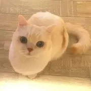 りり(猫飼い。アレルギーの方は自己責任での画像