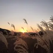 SUEの画像