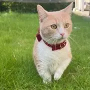 ヒカメソの画像
