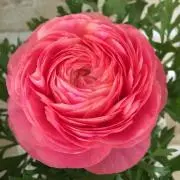 flowerdropの画像