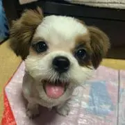 あやまりんの画像