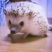 彦星