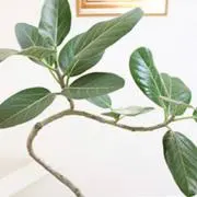 イグアスの画像