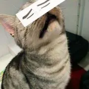 きつね