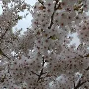 舞雪の画像