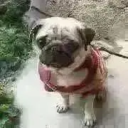 ぱてぱての画像