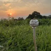 Dの画像