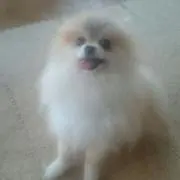 ポメ太陽
