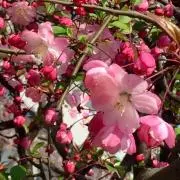 flowerの画像