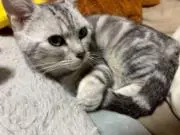 しゅめいの画像