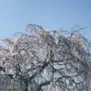 のんふぃく！ 香月あむ 顔だけランダムアクキー イラストアクキー
