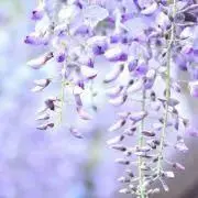 Tomoの画像