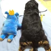 ココの画像