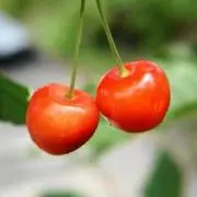 チェリー☆プロフ確認お願いします