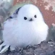tの画像