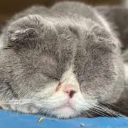 れおちゃん