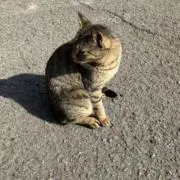 こめたろう