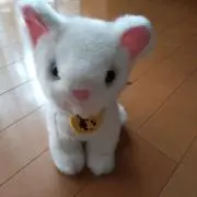 ちーちゃんの画像