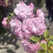 花々の画像