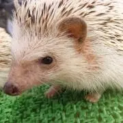 KaYariaの画像