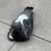synchro 即購入全然大丈夫です。の画像