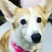 アンジー