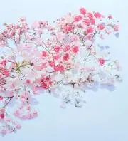#Sの画像