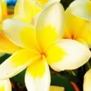 プルメリア