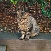 みーべー