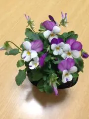 豆柴の画像