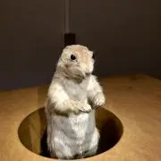 たつお