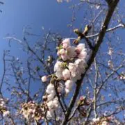 Yの画像