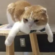 まめこの画像