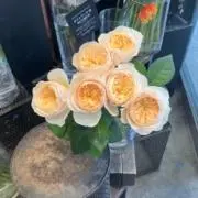 メルツの画像