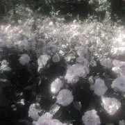 花の画像