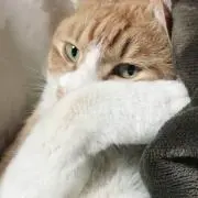ぱんちゃぱんちゃの画像