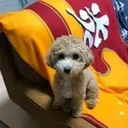 にょん