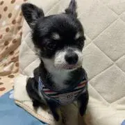 ポペの画像