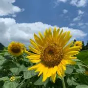 ジャムおじさんの画像
