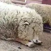 デカまるこ＊プロフご覧ください＊の画像