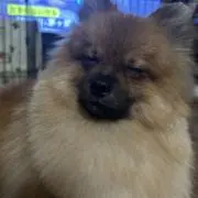 おはぎ