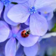 あじさいの画像