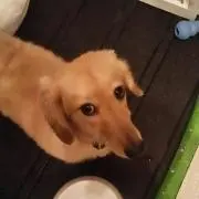 ありひるの画像