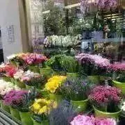 rose franceの画像