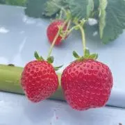 miiriの画像