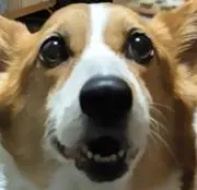 hapikoの画像