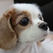 あっちゃんの画像